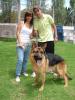 V Exposición Internacional de perros Pastores Alemanes